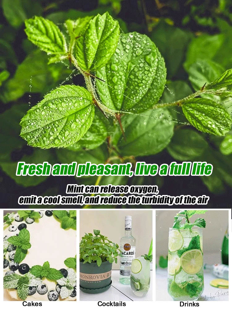 Edible and easy to survive mint seeds that can repel mosquitoes and insects