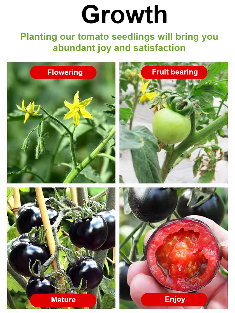 [King of Anthocyanins] Antioxidant Black Pearl Tomato Seedling