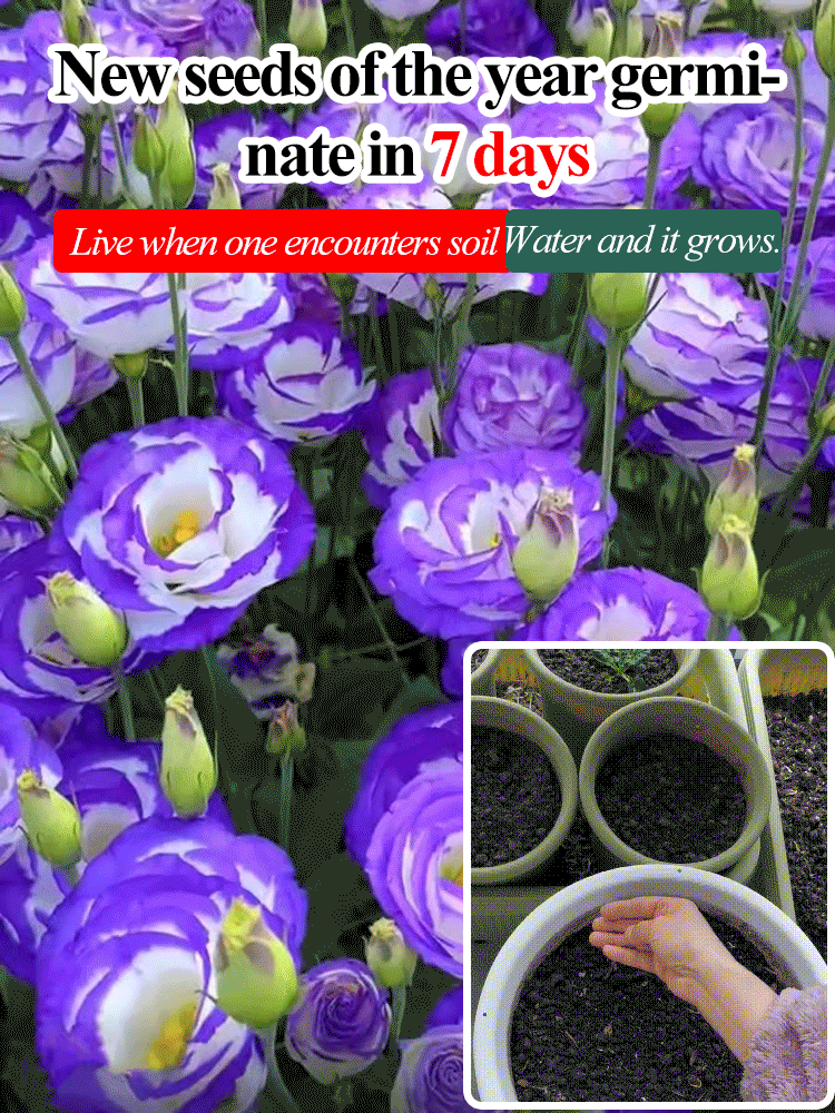  GK-Easy Life Balloonflower Blossom