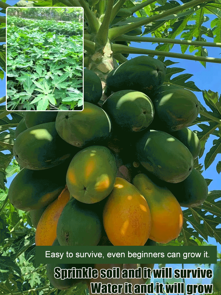 Potted red dwarf papaya seeds