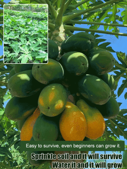 Potted red dwarf papaya seeds