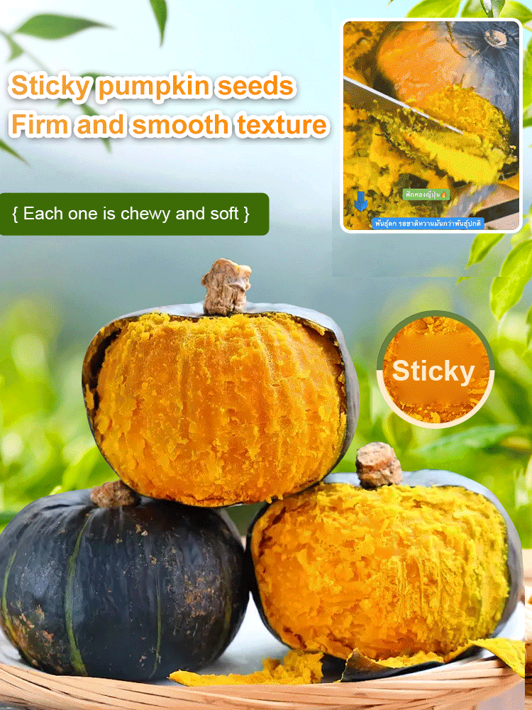 Black Pearl Meal Replacement Babe Pumpkin Seeds