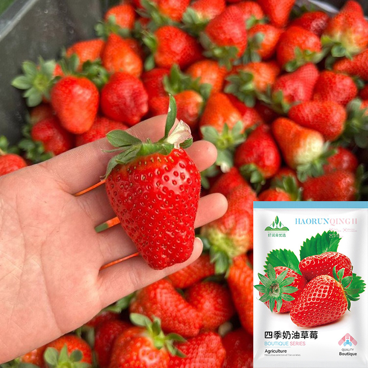 Four Seasons Fruit Cream Strawberry Seeds