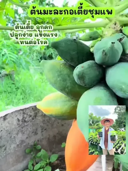 Potted red dwarf papaya seeds