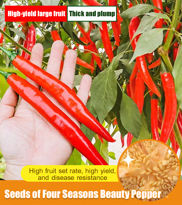 Spicy and Rich Four Seasons Beauty Pepper Seeds