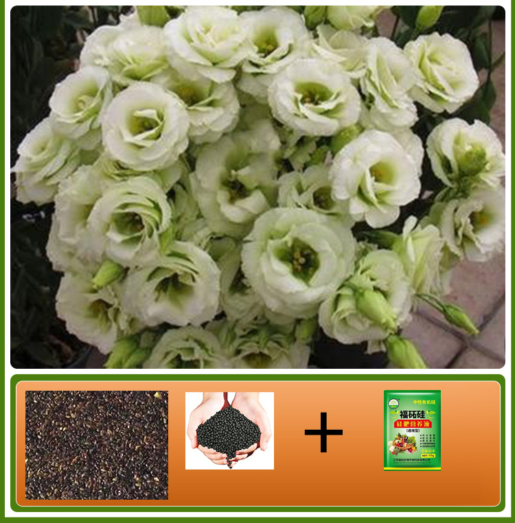  GK-Easy Life Balloonflower Blossom