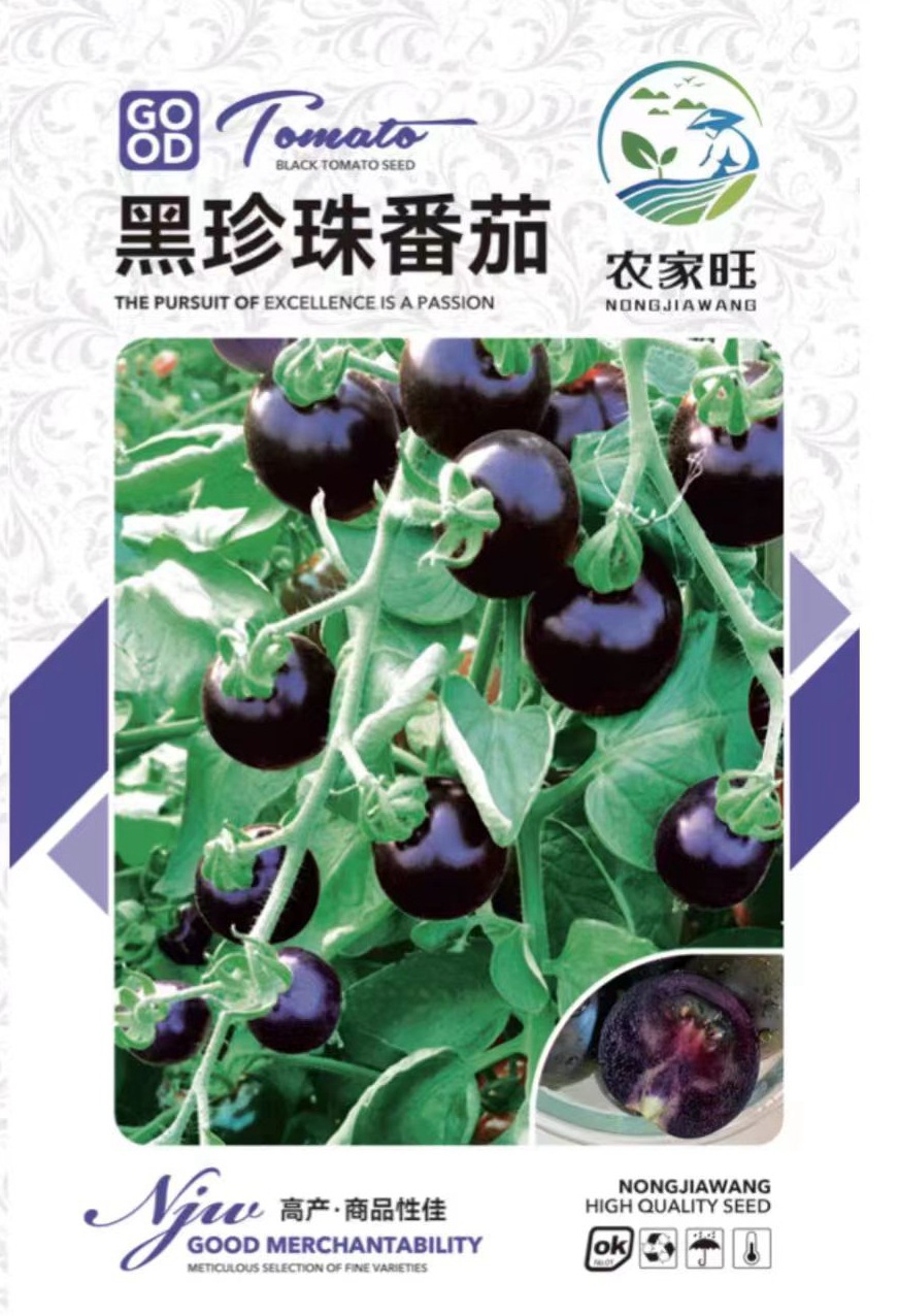 [King of Anthocyanins] Antioxidant Black Pearl Tomato Seedling