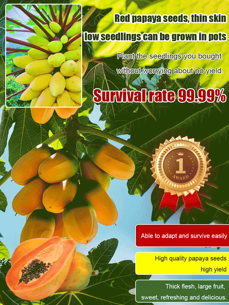 Potted red dwarf papaya seeds