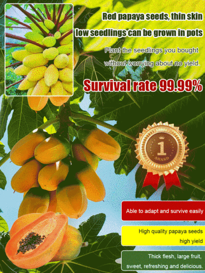 Potted red dwarf papaya seeds