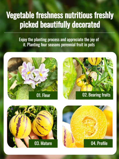 Ginseng potted plants