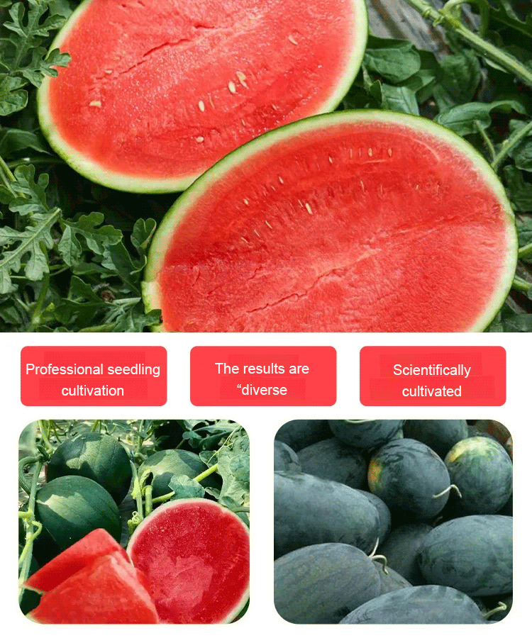 Black seedless watermelon seeds