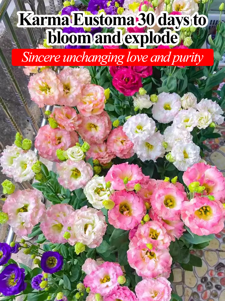  GK-Easy Life Balloonflower Blossom