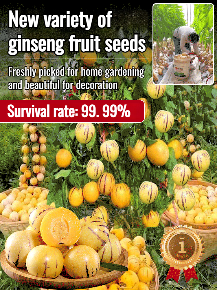 Ginseng potted plants