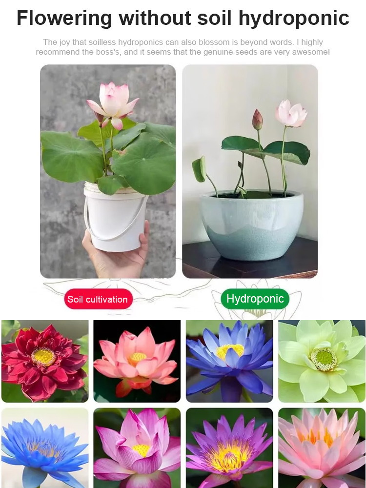【Grows when exposed to water】Colorful Tea Cup Lotus sprouts in 7 days