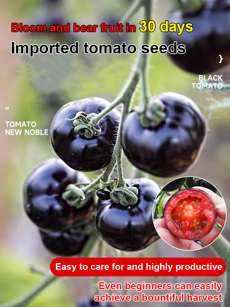 [King of Anthocyanins] Antioxidant Black Pearl Tomato Seedling
