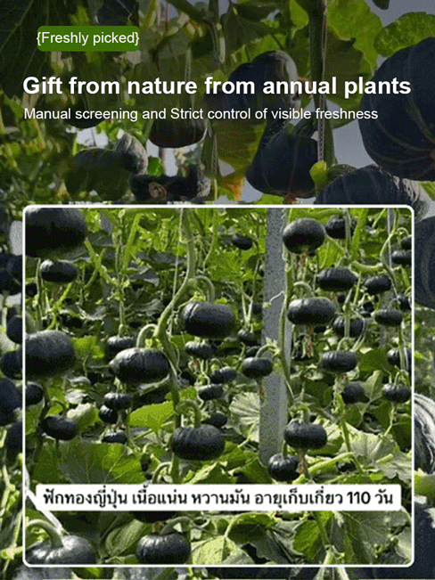 Black Pearl Meal Replacement Babe Pumpkin Seeds