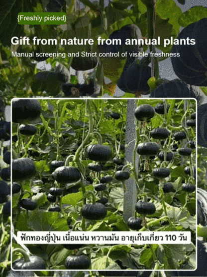 Black Pearl Meal Replacement Babe Pumpkin Seeds