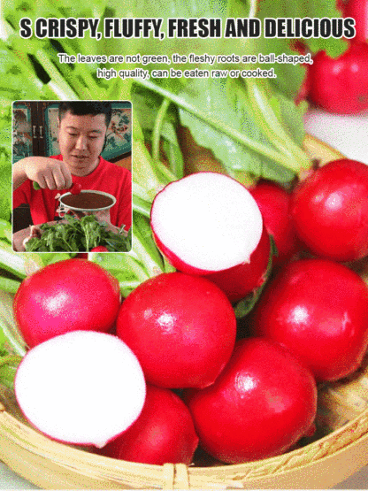【Delicious】Cherry Radish