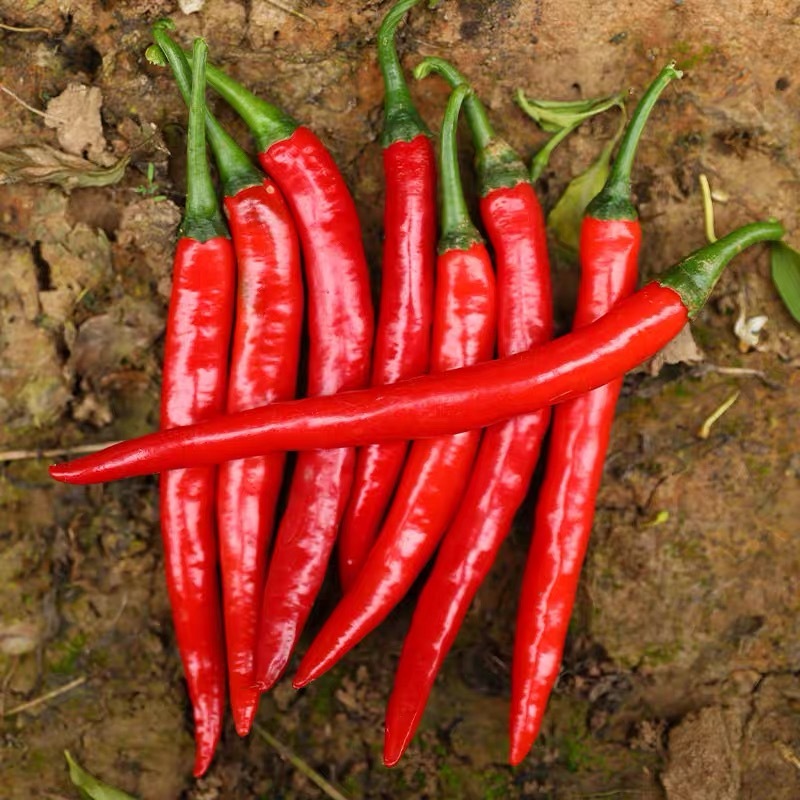 Spicy and Rich Four Seasons Beauty Pepper Seeds