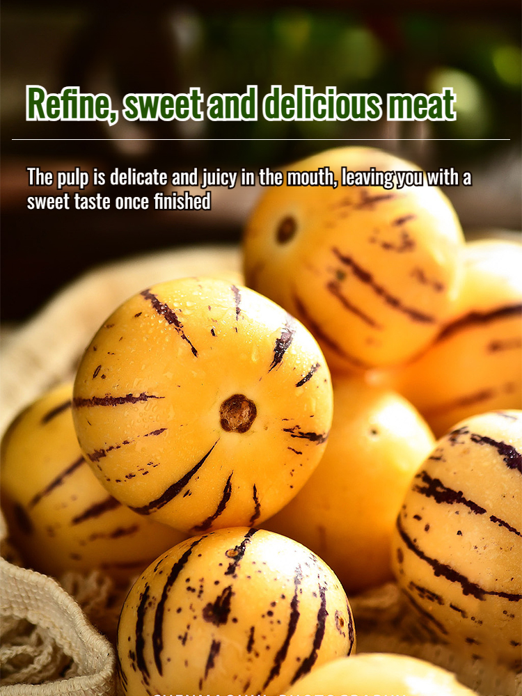 Ginseng potted plants