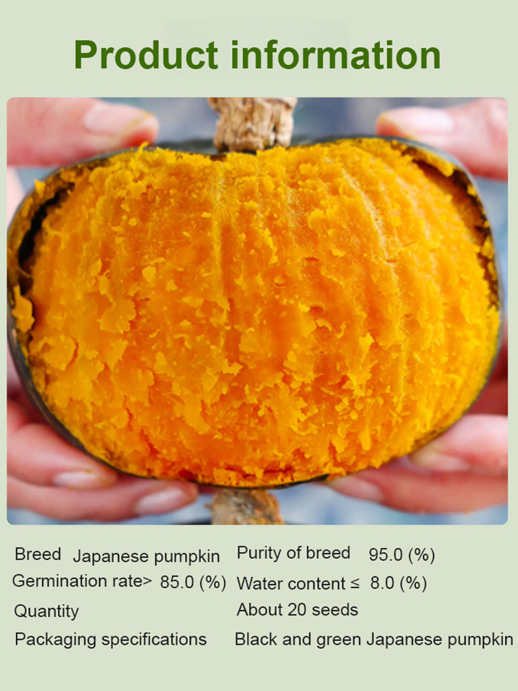 Black Pearl Meal Replacement Babe Pumpkin Seeds