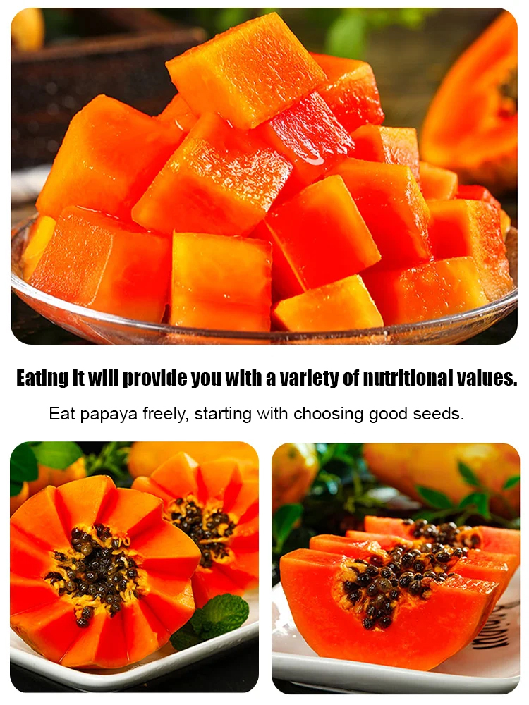 Potted red dwarf papaya seeds