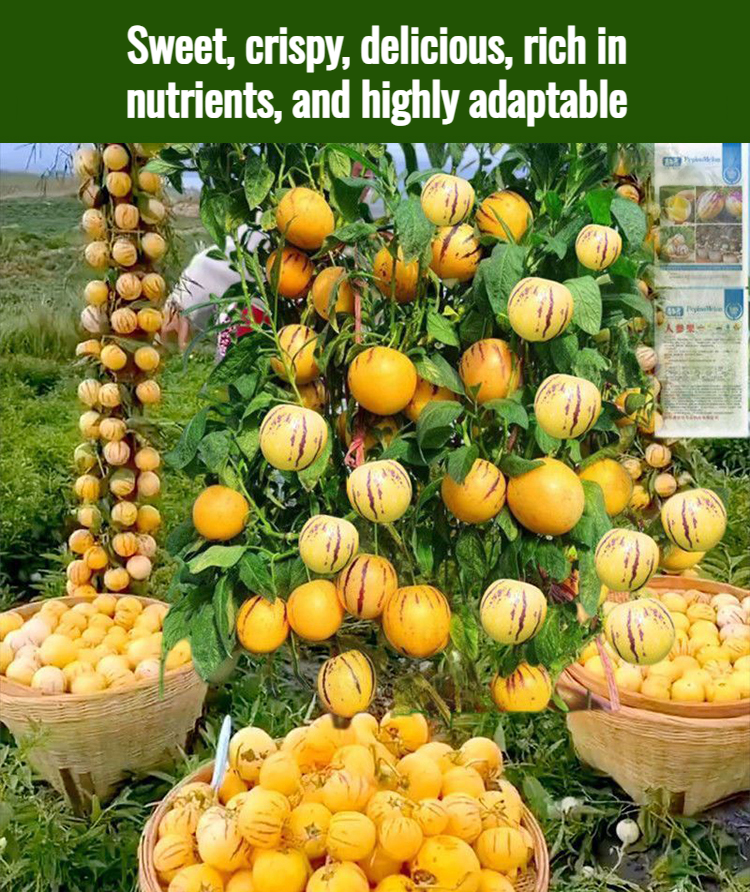 Ginseng potted plants