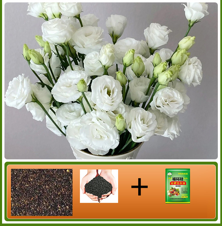  GK-Easy Life Balloonflower Blossom