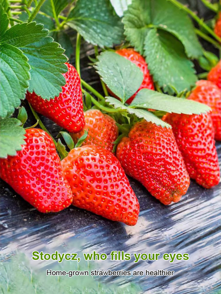 Four Seasons Fruit Cream Strawberry Seeds