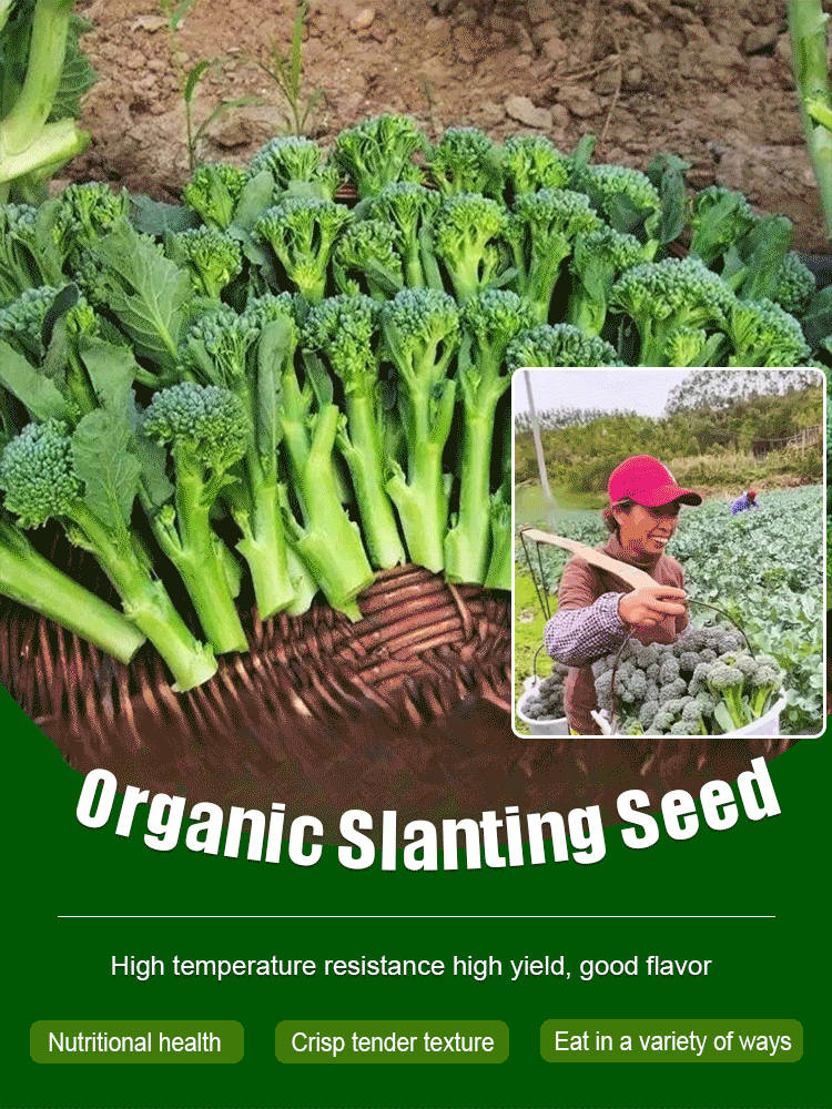 Organic broccoli seeds