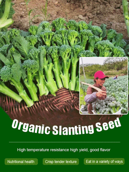 Organic broccoli seeds