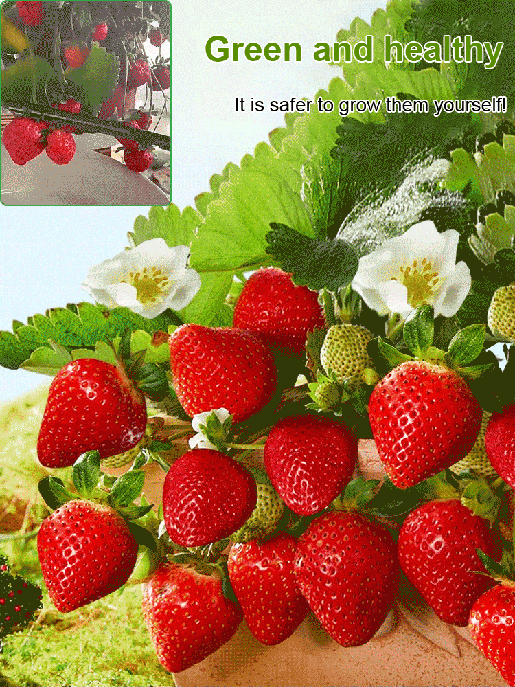 Four Seasons Fruit Cream Strawberry Seeds