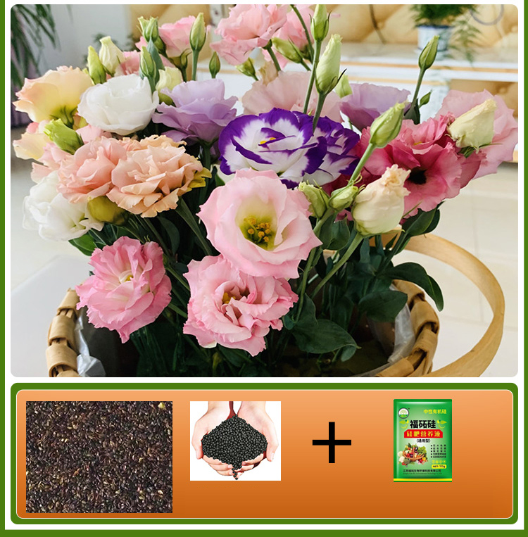  GK-Easy Life Balloonflower Blossom