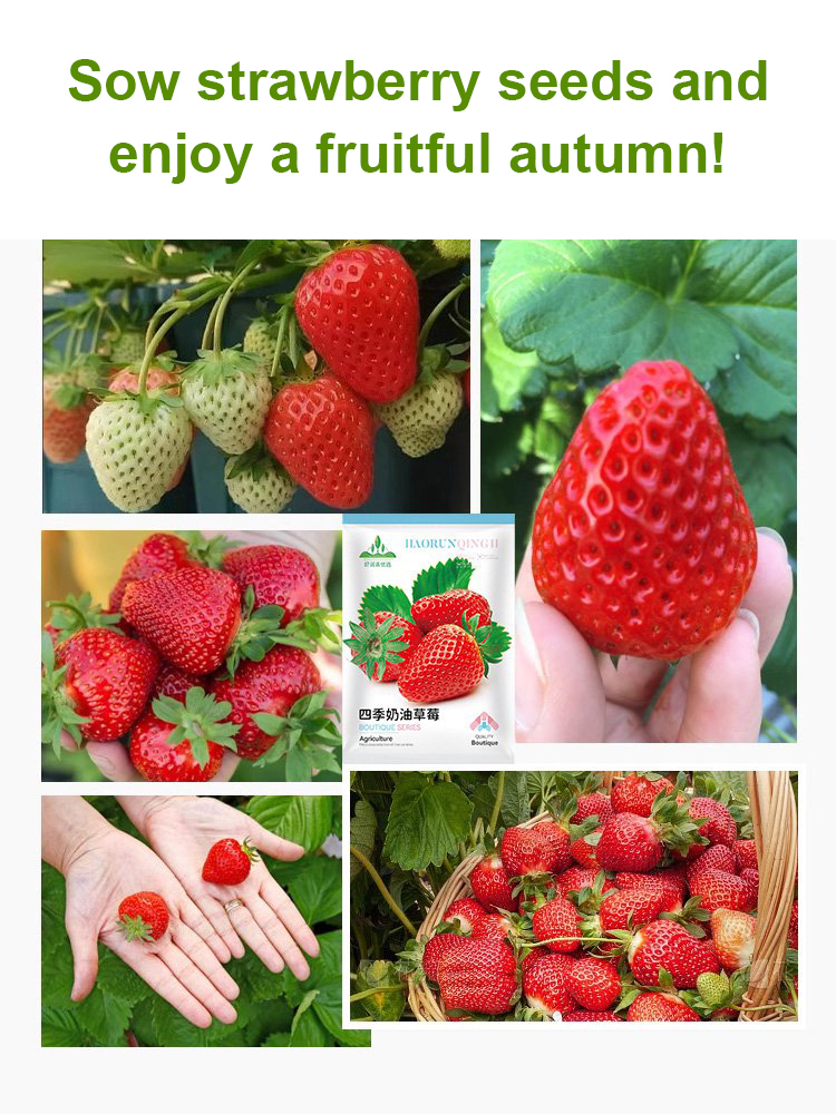 Four Seasons Fruit Cream Strawberry Seeds
