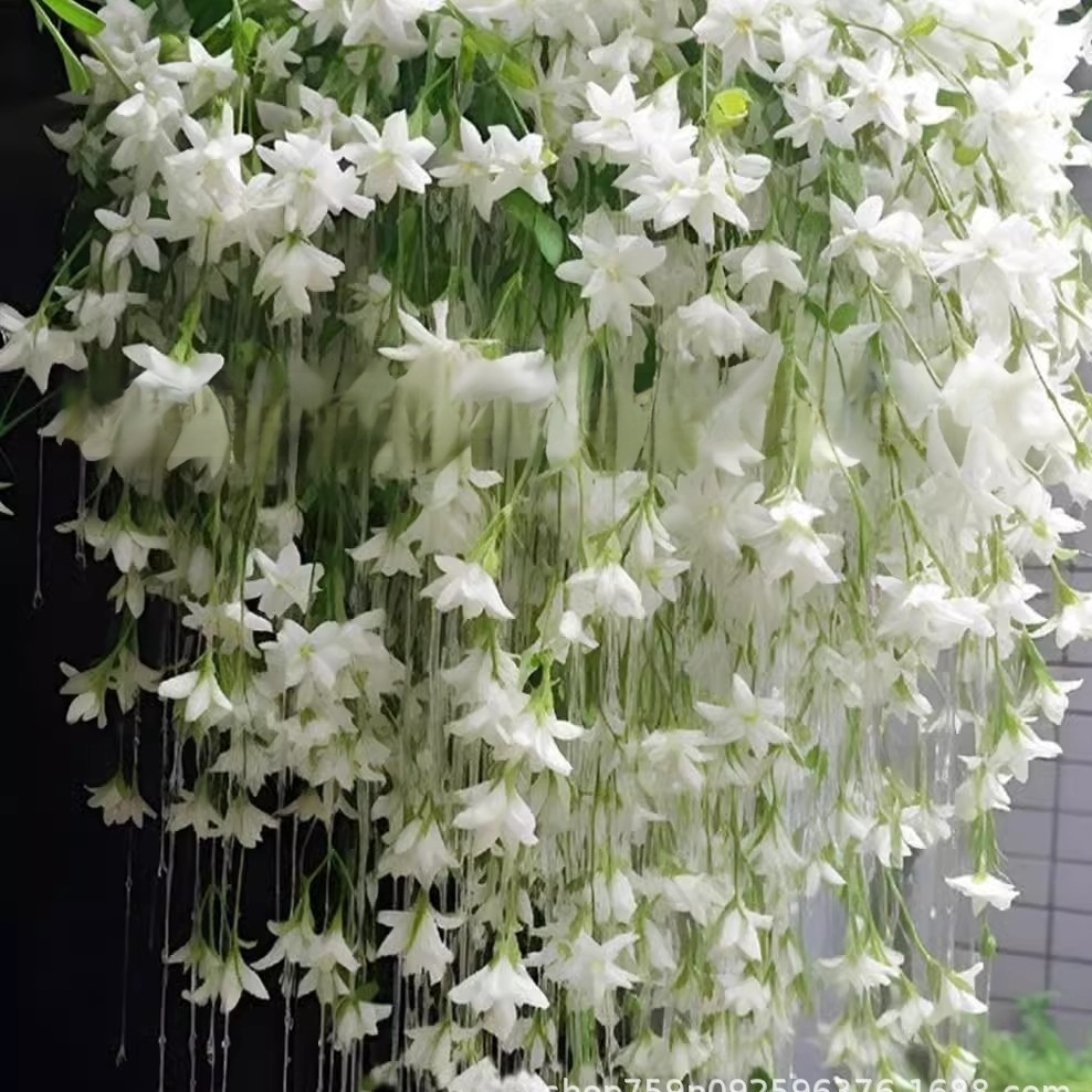 Weeping Jasmine Seeds