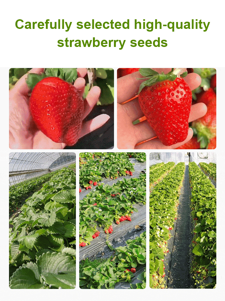 Four Seasons Fruit Cream Strawberry Seeds