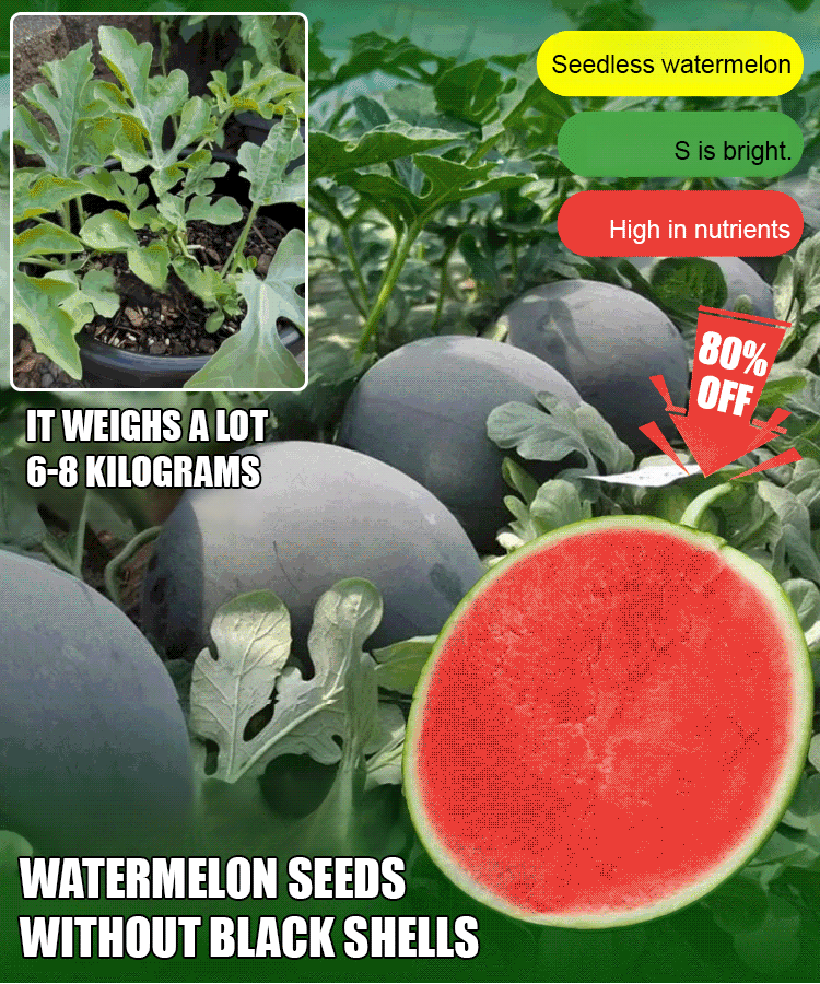Black seedless watermelon seeds