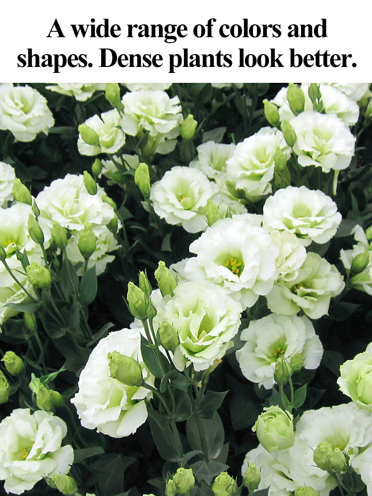  GK-Easy Life Balloonflower Blossom