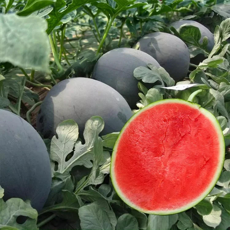 Black seedless watermelon seeds
