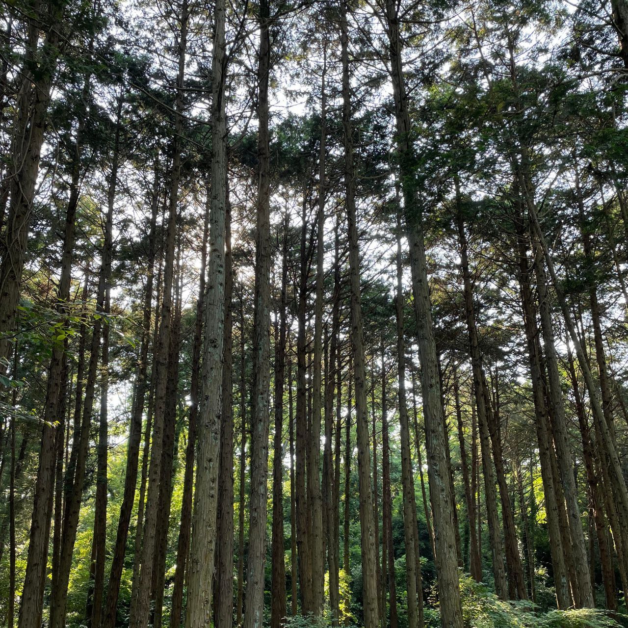 麻で紡いだ、香る京扇子 - ゆず（柚子）/ひのき（檜）｜竹筒容器付き