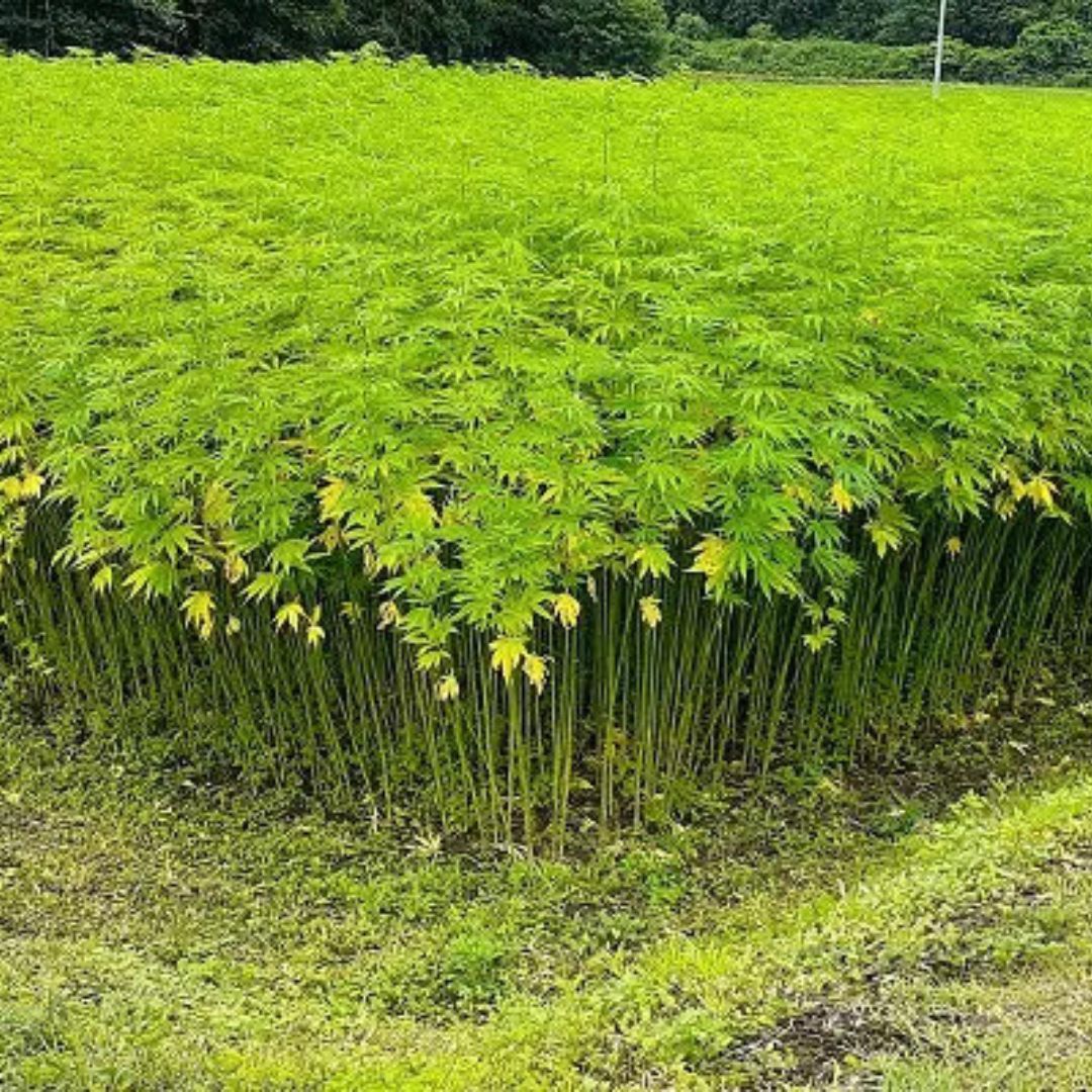 ［炭七味］麻炭入り七味唐辛子 - 料理を格上げする和スパイス｜10g