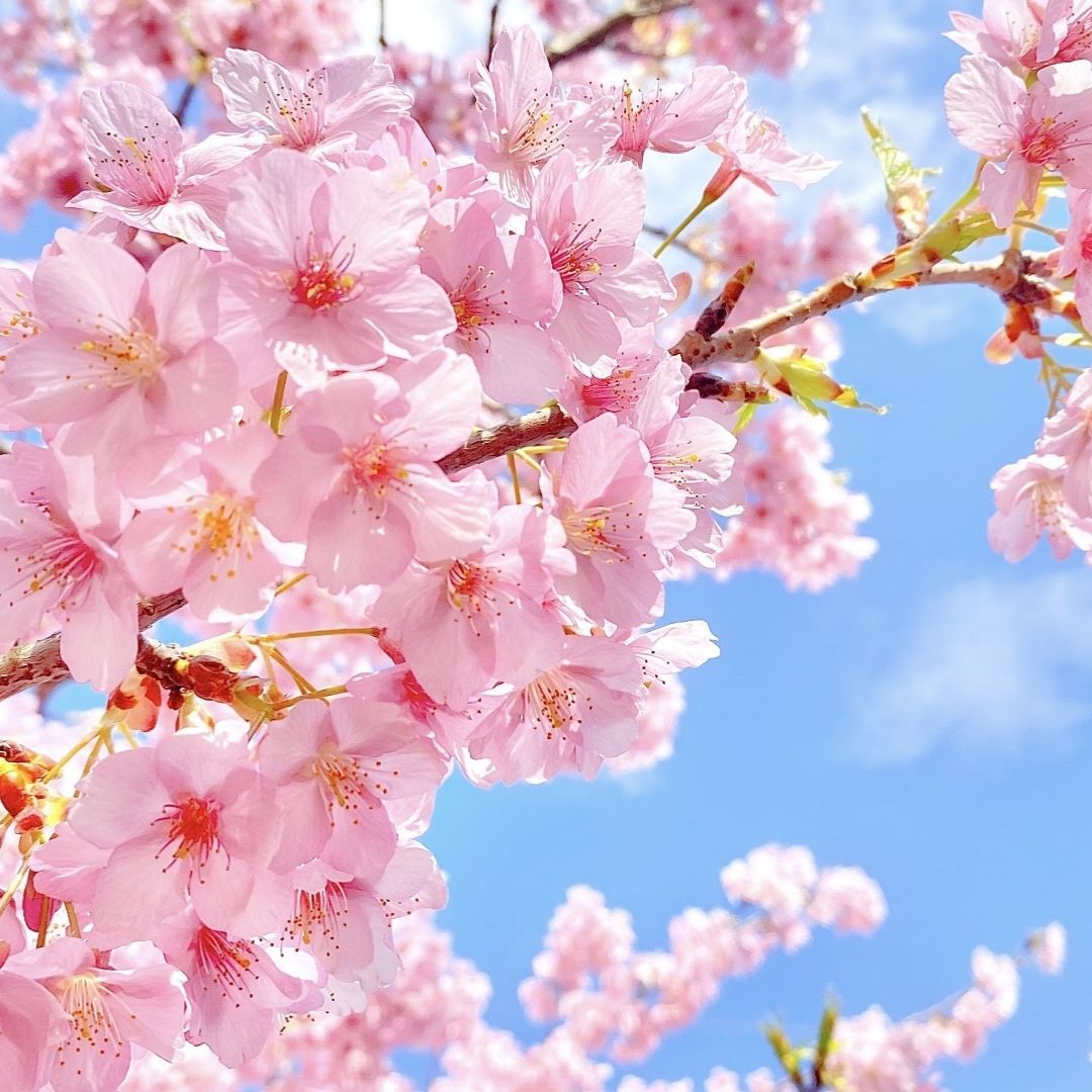 ［桜七味］桜葉入り七味唐辛子 - 料理を格上げする和スパイス｜10g