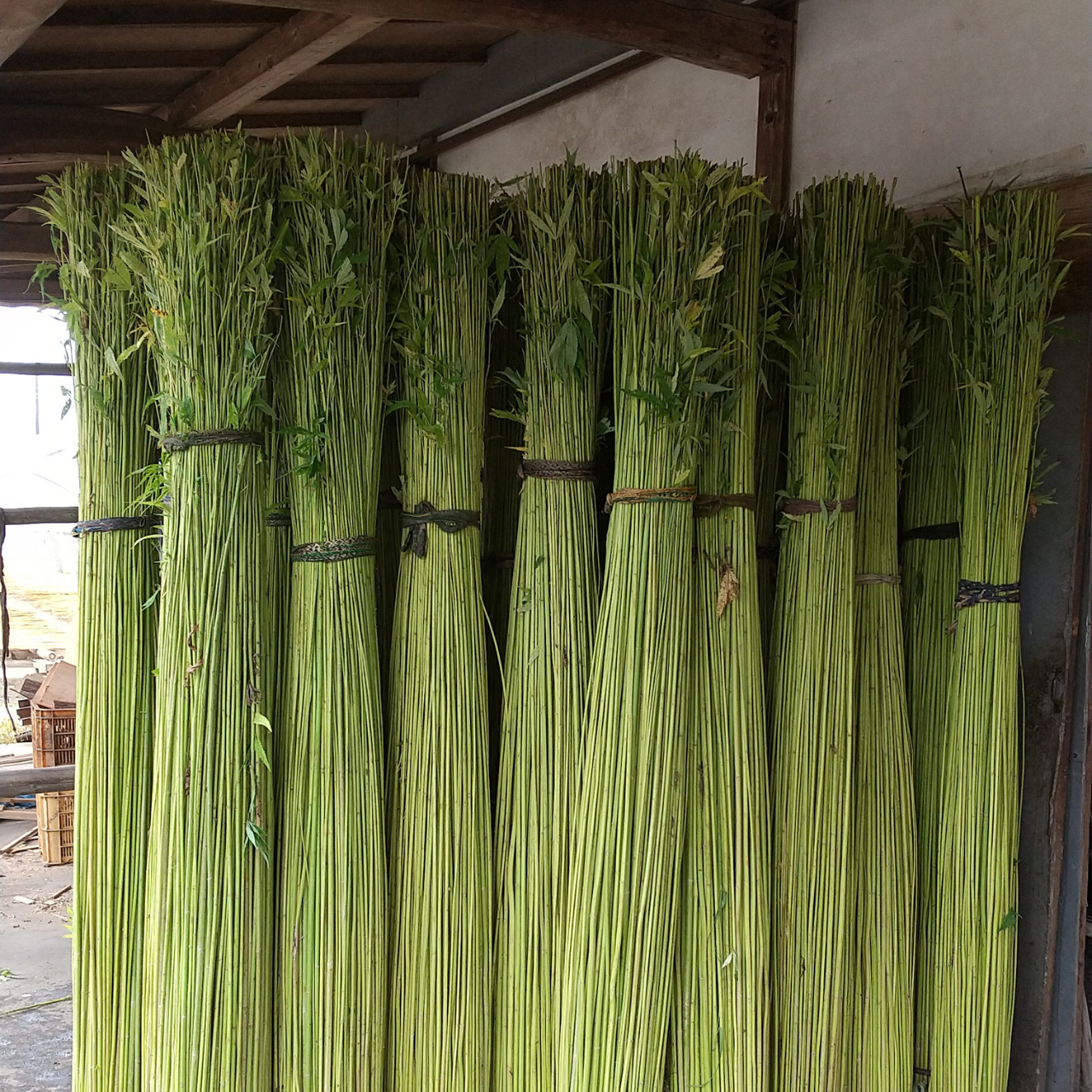 麻炭お香 - パロサント｜20個