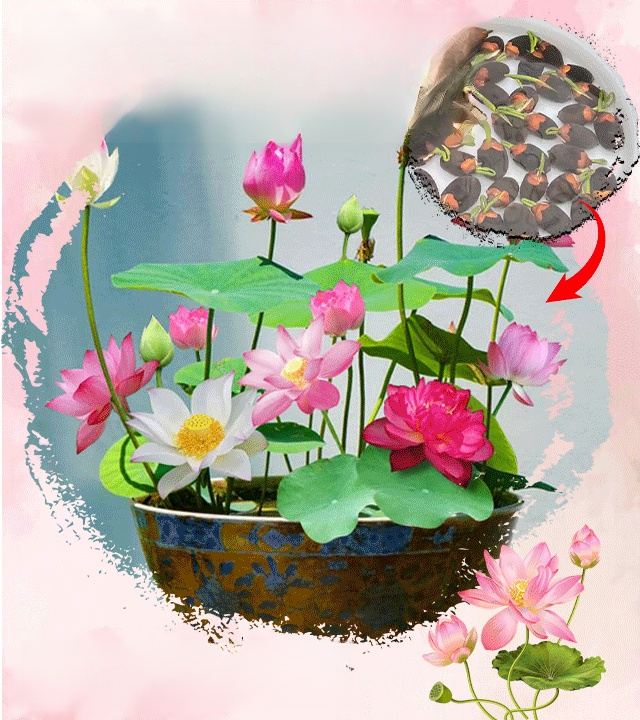 【極易成活】家庭觀賞水培碗蓮(包郵)