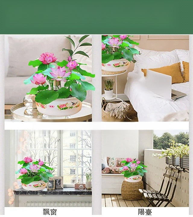 【極易成活】家庭觀賞水培碗蓮(包郵)