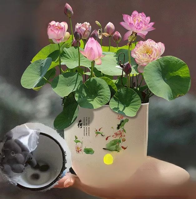 【極易成活】家庭觀賞水培碗蓮(包郵)