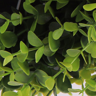 Green Plant Flush Mount Light