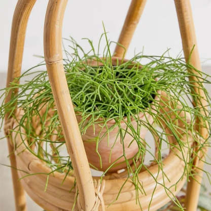 Rustic Arc Natural Wicker Round Plant Stand