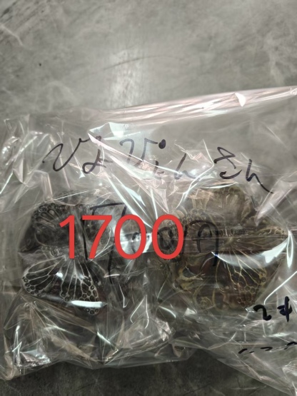 ぴょんぴょん様ページ