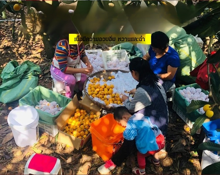 翻译件-JC-纯天然云霄竹盐枇杷干-1183570_14.jpg